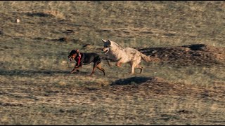 Decoy Doggin epic triple [upl. by Paulie]