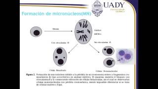 Técnicas de Citogenética Clásica Micronucleos [upl. by Amadis]