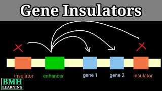 Gene Insulators  Enhancer Blocking Insulators  Transcription Regulation By Enhancers [upl. by Chas24]