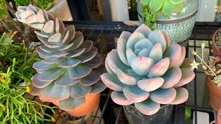 Echeveria Imbricata and Graptoveria Opalina Propagation [upl. by Tirzah]