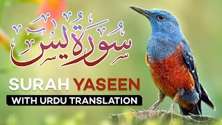 Surah Yasin  Yaseen  with Urdu Translation  Quran Tilawat Beautiful Voice  Hindi Tarjuma [upl. by Silden]