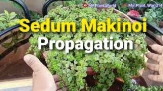 Sedum Makinoi propagation and care  Sedum tornado Japanese Stonecrop [upl. by Alberic42]