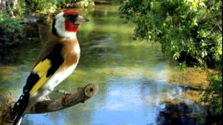 European Goldfinch song تغريد مقنين خلوي canto del Jilguero [upl. by Leipzig]