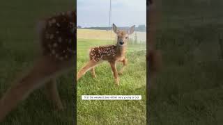 Why Do Deer Form Protective Circles Natures Defense Mechanism shorts [upl. by Erasmus581]