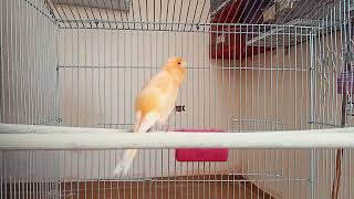 canary singing  canary bird  canary sounds  canaries  canary song  canary singing training [upl. by Camarata]