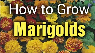 How to Grow French Marigolds  Sowing Seeds  Gardening for Beginners [upl. by Lucilia764]