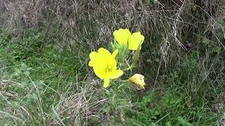 Lonagre plante médicinale réputée pour son huile  Evening primrose a plant renowned for its oil [upl. by Nnelg]