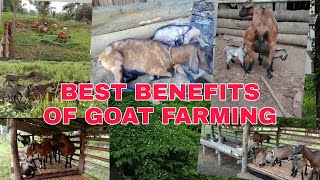 2 Produkto ng Kambing na May Best Benefits  Sulit na Sulit sa Kambing  Goat Farming [upl. by Arie]