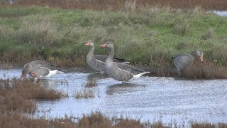 SchouwenDuiveland Zeeland Teil 16  Naturschutzgebiete [upl. by Lurette]