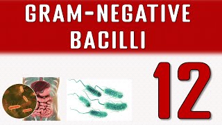 Gram negative bacilli [upl. by Annuhsal370]