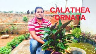 Calathea Ornata propagation and care  How to grow calathea plant [upl. by Eznyl]