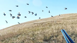 INCREDIBLE Pheasant Huns and Sharptail Hunting [upl. by Oilla946]