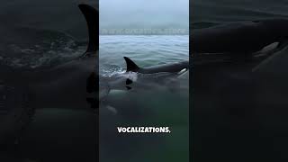 🤯 Orcas One Species MANY Personalities 🤯 The Ecotype Mystery [upl. by Anitroc924]