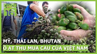 Mỹ Thái Lan Bhutan ồ ạt thu mua cau của Việt Nam  VTC16 [upl. by Nauj]