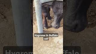 Hygroma in Buffalo calf [upl. by Patterman]