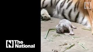 Rare white Bengal tiger born in Nicaragua [upl. by Tremain]