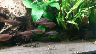 Hyphessobrycon wadai Blueberry Tetra SLOW MOTION [upl. by Angelico]