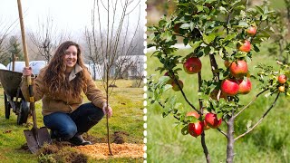 How to Plant Fruit Trees for MAXIMUM Growth and Harvest [upl. by Leroy]