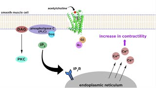 Bronchodilators Part 2 Mechanisms of Action [upl. by Lerrad491]