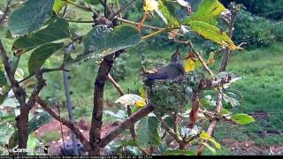 Fledging at the Greenandwhite Hummingbird Cam at Machu Picchu Inkaterra [upl. by Radec20]