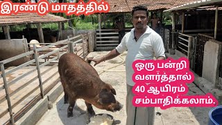 🐖கை நிறைய லாபம் தரும் பன்றி வளர்ப்பு🐖  pandri valarppu murai  Piggery farm in Tamil [upl. by Bueschel]