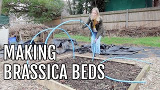 MAKING THE BRASSICA BEDS  ALLOTMENT GARDENING FOR BEGINNERS [upl. by Yvonner510]