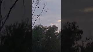 Egrets Roosting and Cormorants Roosting 101924 [upl. by Nosdrahcir279]