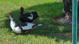 Pekin Duck Loves His Muscovy Duck Pals Under Tree in Front Yard Oviedo Florida [upl. by Walford764]