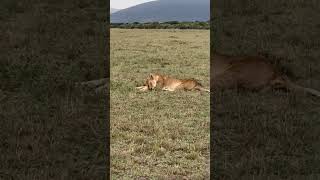 Thomson gazelle in the presence of Wildebeests at Masai Mara [upl. by Donni495]