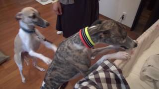 Whippets meet a newborn baby [upl. by Zobkiw]