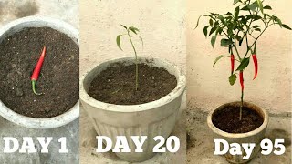 FASTEST METHOD TO GROW CHILLIES AT HOMEBeginning till harvest [upl. by Sundin723]