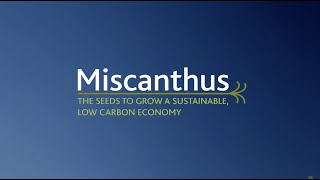 Miscanthus The Seeds to Grow a Sustainable LowCarbon Economy [upl. by Ainesell]