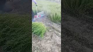 Alfalfa cutting process with handheld cutter [upl. by Abbub]