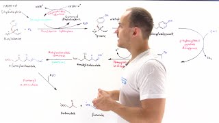 Metabolism of phenylalanine and tyrosine [upl. by Kiley]