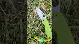 Spyderco Para 3 in 20CV edc gear spyderco everyday carry rock nirvana [upl. by Asilef]