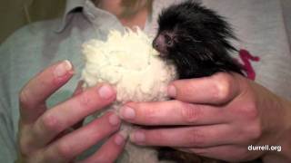 Black lion tamarin birth at Durrell Wildlife park [upl. by Buatti]