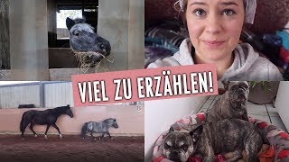 Lucys Box unsere Hunde vegane Rezepte ein neues Gebiss  2910  04112018  Minishetty Lucy [upl. by Linnet607]