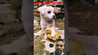 Dog battakh ka Dosti viralvideo dog cute doglover animals puppy [upl. by Oap]