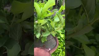 Quisqualis indica plant 🪴 youtubeshorts flowers garden plants [upl. by Eoin903]