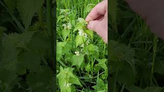 Le Lamier Blanc Plante Médicinale et Comestible  White Dead Nettle Medicinal and Edible Plant [upl. by Ahseki]