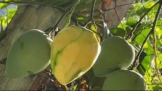 Mukbang Mangga sa Puno Indian Mango sa Probinsya [upl. by Aikrahs]