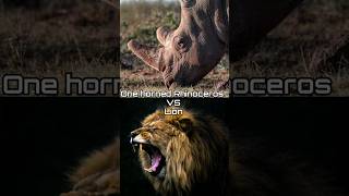 One Horned Rhinoceros vd Lion Lion vs RhinocerosRhinoceros vs LionLion vs One horned Rhinoceros [upl. by Kipp]