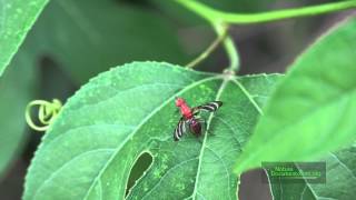 Picture Wing Fly and Ant on Passiflora EFN Aug 25 2014 4K [upl. by Eigla]