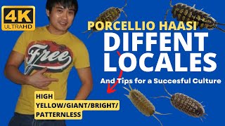 Porcellio haasi Different locales and tip for a successful culture [upl. by Tcideneb885]