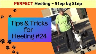 24 Heeling Teaching Slow Pace  PERFECT Heeling  Step by Step HOW TO TEACH HEELING to Your DOG [upl. by Enirehtak]