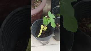 The Growth Journey of Fig Trees The Joy of Planting  Episode 58 [upl. by Yevreh389]