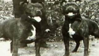 Staffordshire Bull Terrier part1 [upl. by Isidoro]