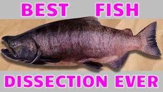 BEST Bony Fish Anatomy and Fish Dissection Chinook Salmon Fish Biology Fish Brain [upl. by Htiaf312]