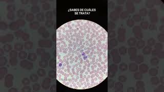 Linfocito y neutrófilos segmentados hematologia labclinico leucocitos [upl. by Sarchet]