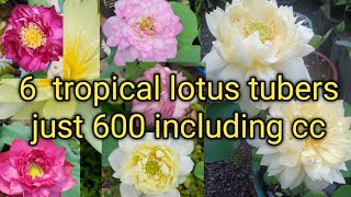 combo offer 6 healthy tubers tropical lotus tubers sale trendingvideo viralvideo [upl. by Dolf]